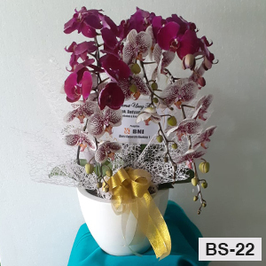 BS22